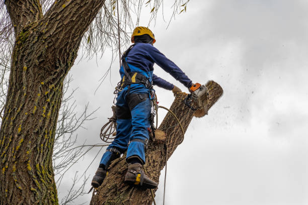 How Our Tree Care Process Works  in  Three Rivers, TX