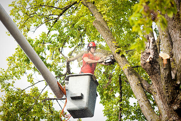 Trusted Three Rivers, TX Tree Services Experts